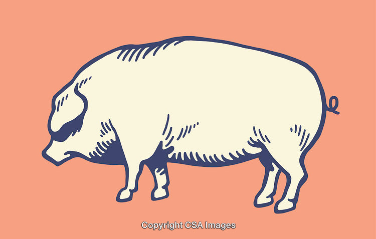 Vintage Line Art Illustration of a Pig on a Pastel Background