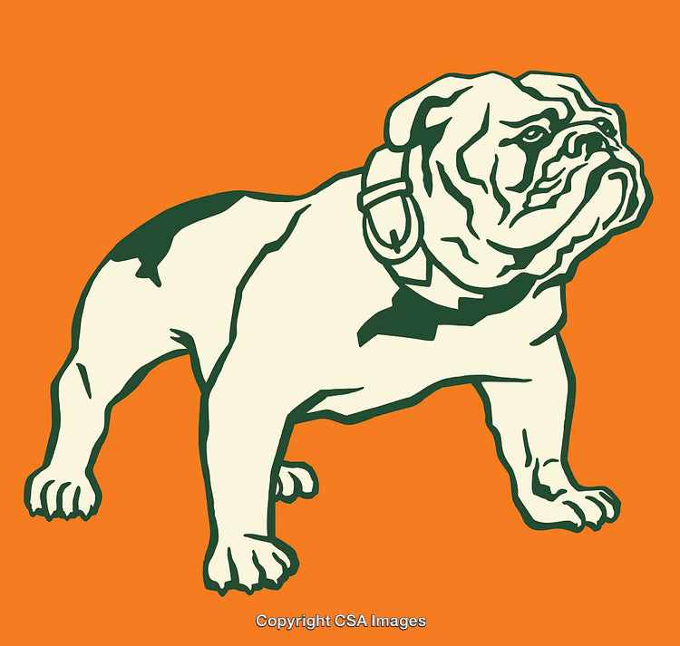 Illustration of a Bulldog in Vintage Style On a Bright Orange Background