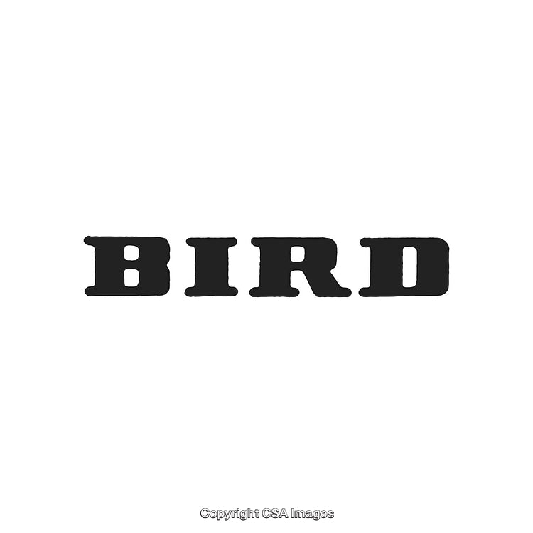 Bold Western-Style Typography Featuring the Word 'Bird' on a Plain Background