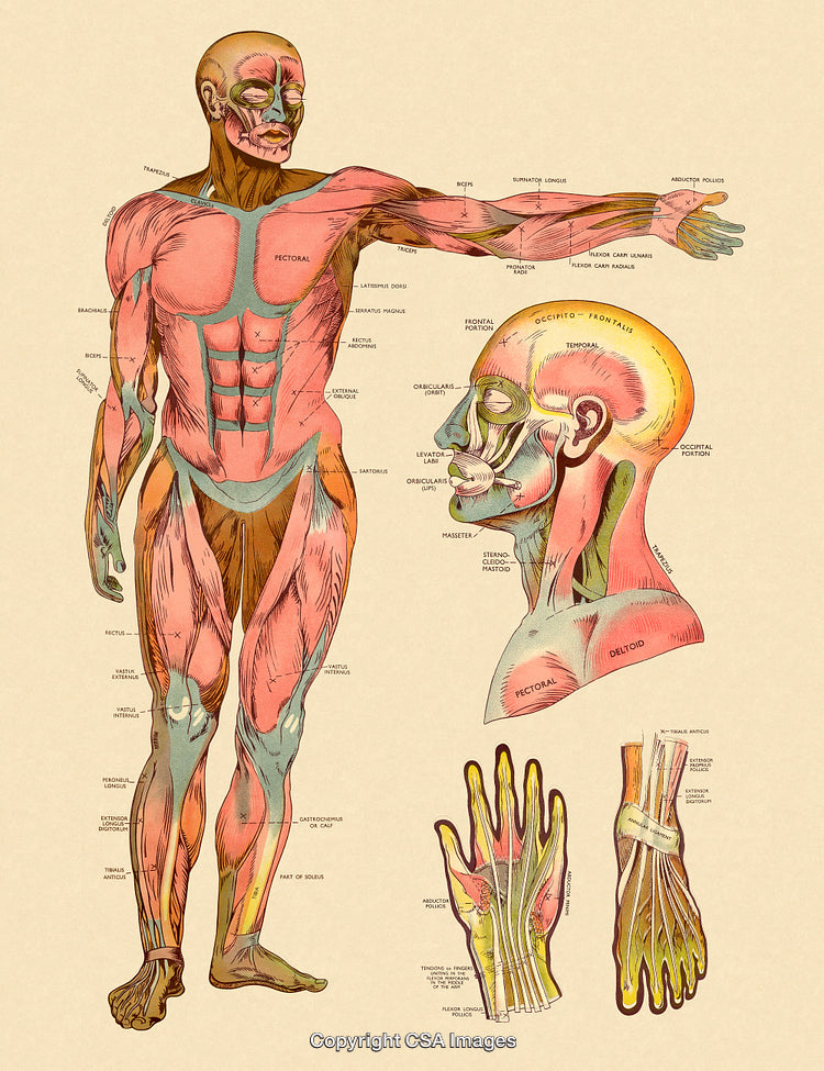 Detailed Illustration of Human Anatomy Featuring Muscles and Connective Tissues