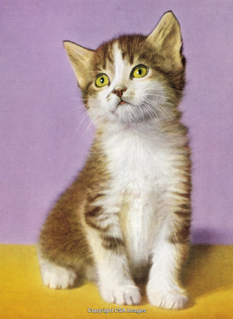 Adorable Kitten on Colorful Background Expressing Curiosity and Innocence