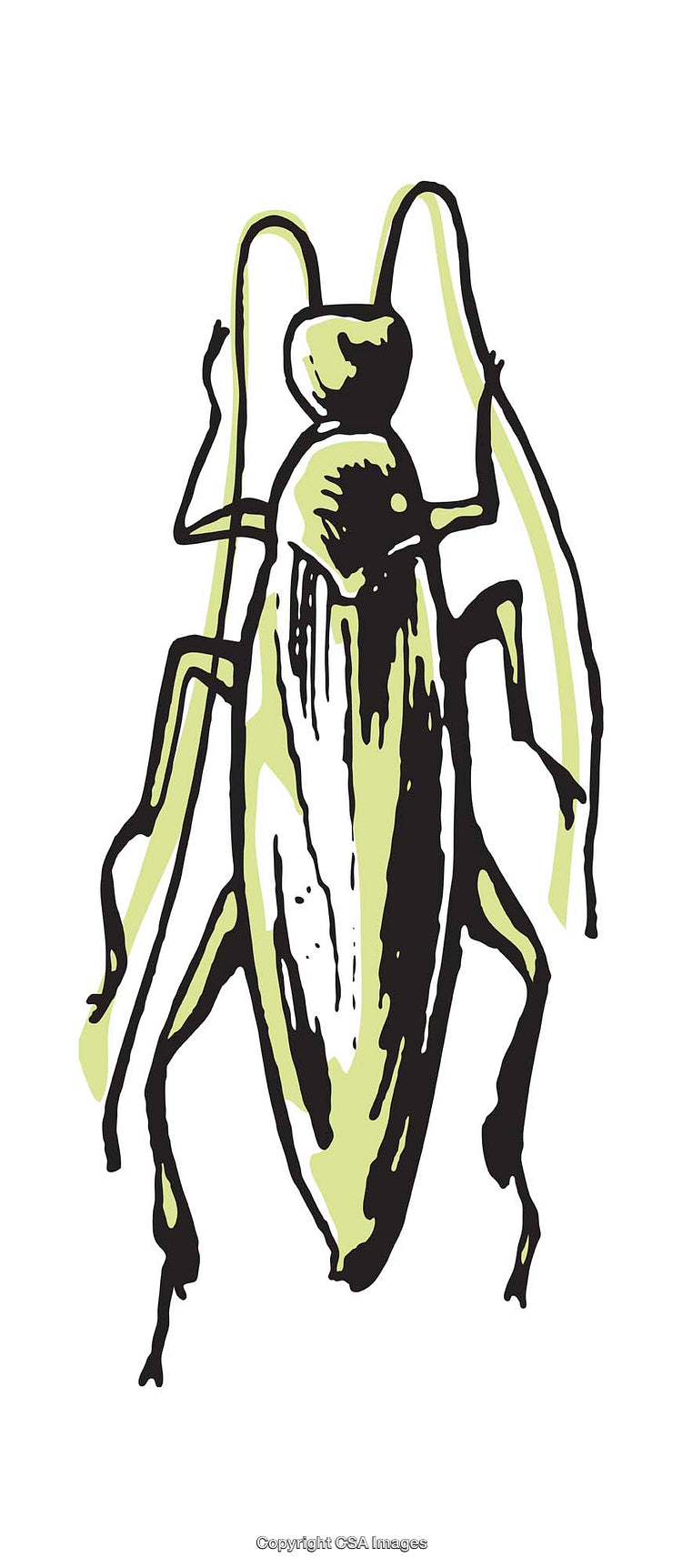 Detailed Colorful Illustration of an Insect with Abstract Design Elements