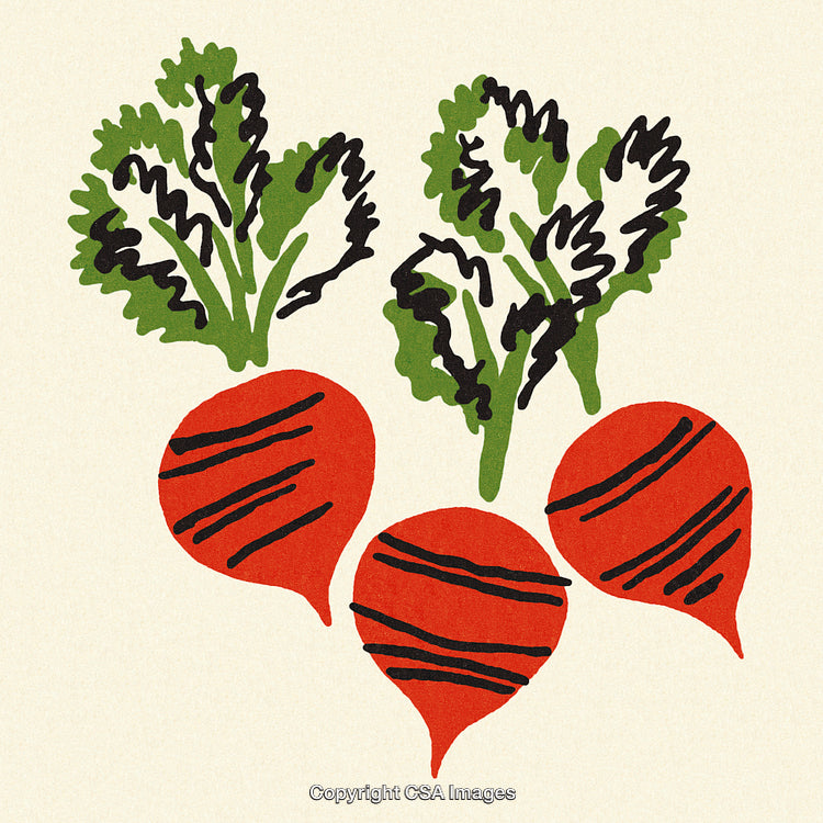 Illustrative Art of Three Radishes with Green Leaves on Neutral Background