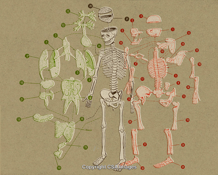 Detailed Illustration of Human Anatomy Featuring Skeleton and Internal Organs