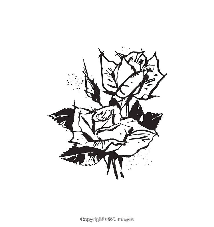 Black and White Line Art Illustration of Roses with Detailed Leaves