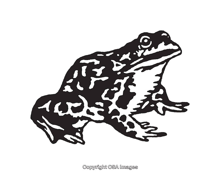 Detailed Black and White Illustration of a Frog in Line Art Style