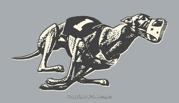 Illustration of a Racing Greyhound in Motion with Detailed Line Art Style