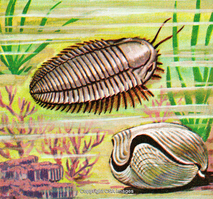 Illustration of Prehistoric Marine Life With Trilobite and Shell