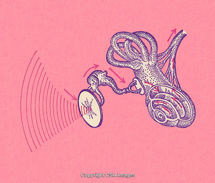 Detailed Medical Illustration of Inner Ear Anatomy and Sound Transmission