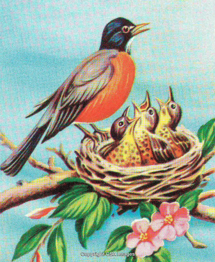 Mother Bird Sitting by Nest with Chicks on a Tree Branch