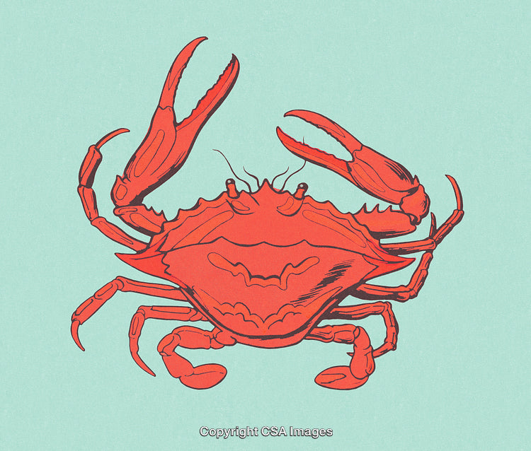 Illustration of a Vibrant Red Crab With Open Claws on a Light Blue Background
