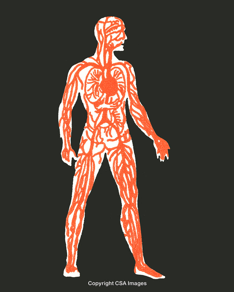 Illustrated Human Anatomy Highlighting Internal Systems on a Black Background