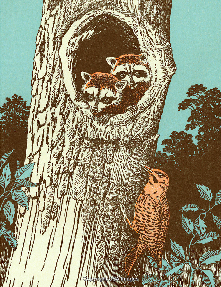 Illustrated Raccoons in Tree Hollow with Bird in Vibrant Forest Scene