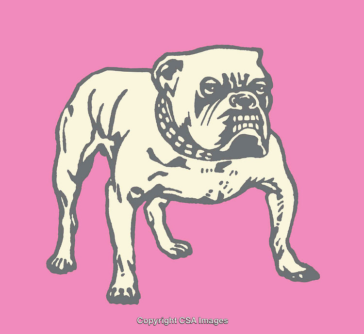 Vintage Style Bulldog Illustration on a Pink Background