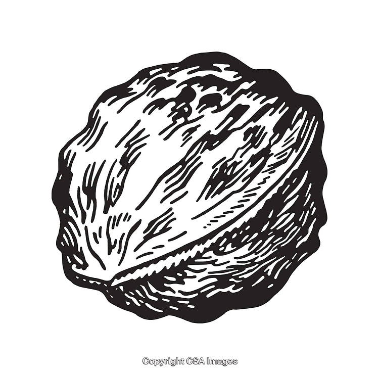 Black And White Line Art Illustration of a Walnut