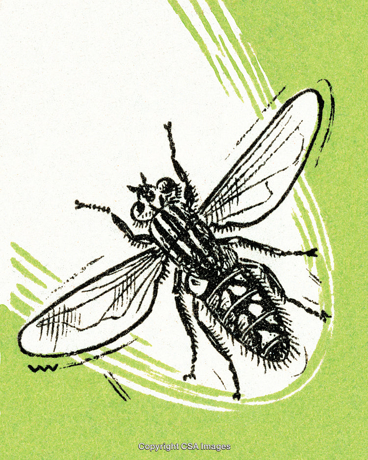 Detailed Illustration of a Fly on a Textured Color Background