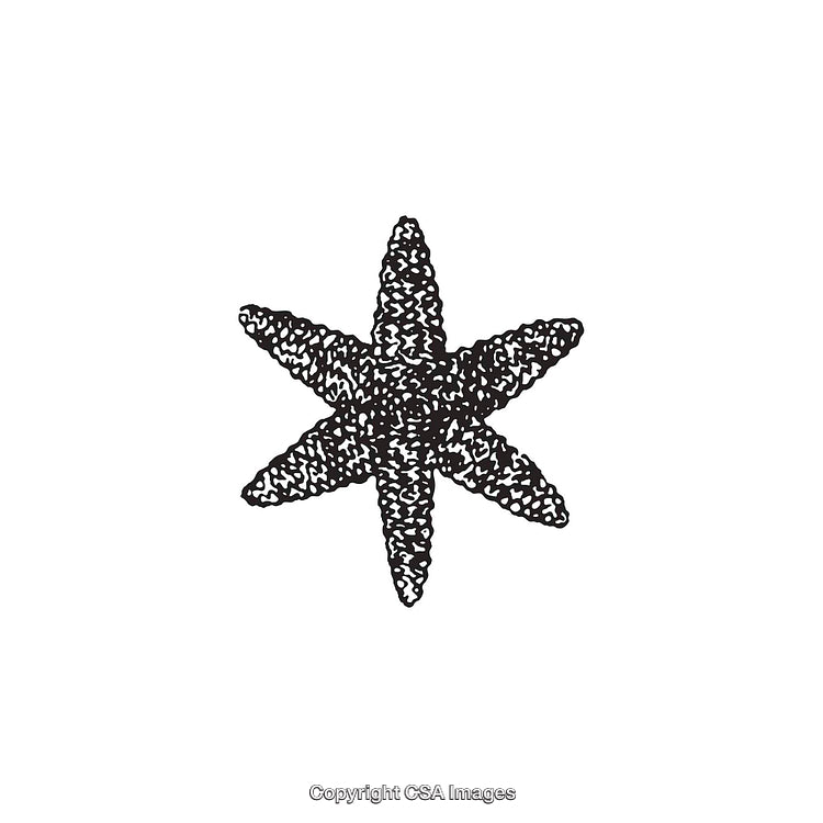 Black and White Illustration of a Star-Shaped Dingbat Symbol