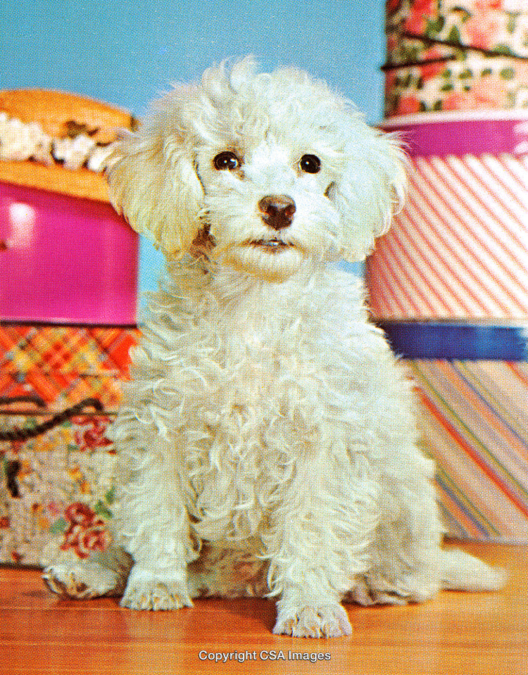 Cute White Puppy Sitting Among Colorful Gift Boxes