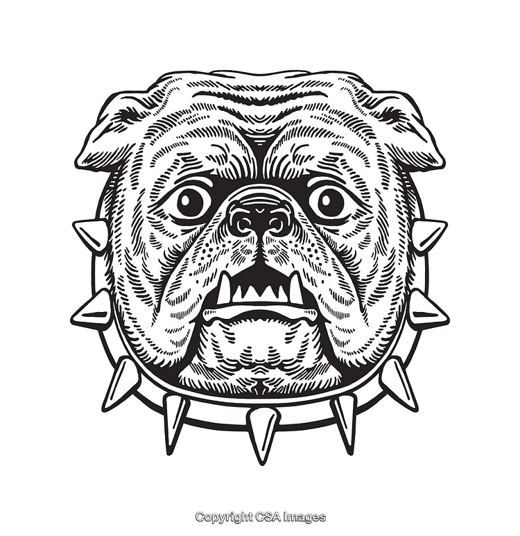 Detailed Black and White Bulldog Illustration with Spiked Collar Design