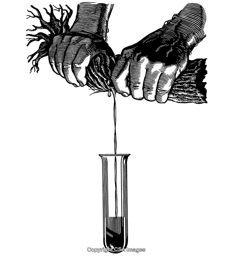 Black and White Engraving of Hands Extracting Liquid From a Plant
