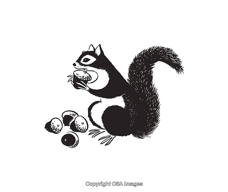 Black and White Illustration of a Squirrel Holding an Acorn