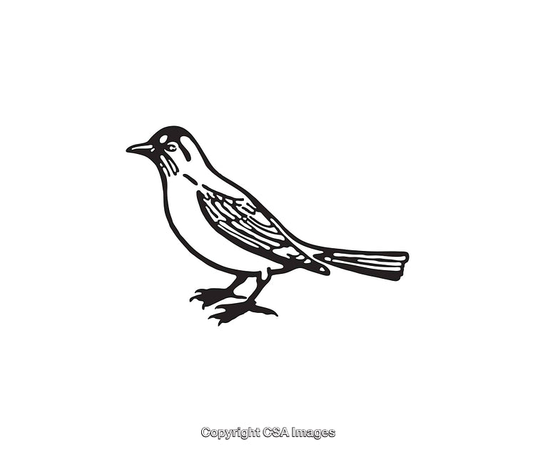 Black and White Line Art Illustration of a Bird Standing Profile View