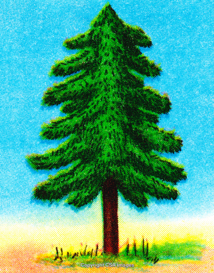 Vibrant Evergreen Tree Illustration Against Clear Blue Sky