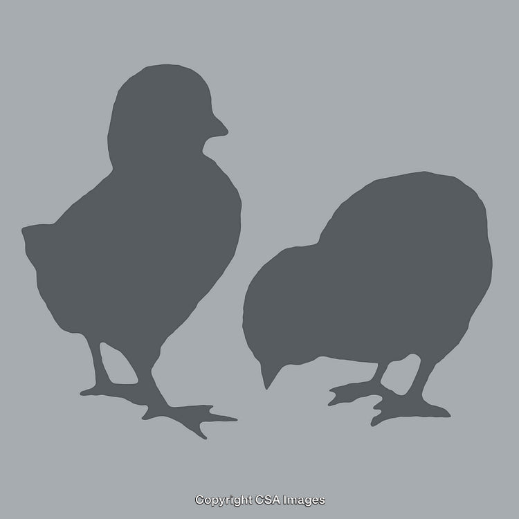 Two Silhouetted Chicks Standing Calmly in Artistic Profile View