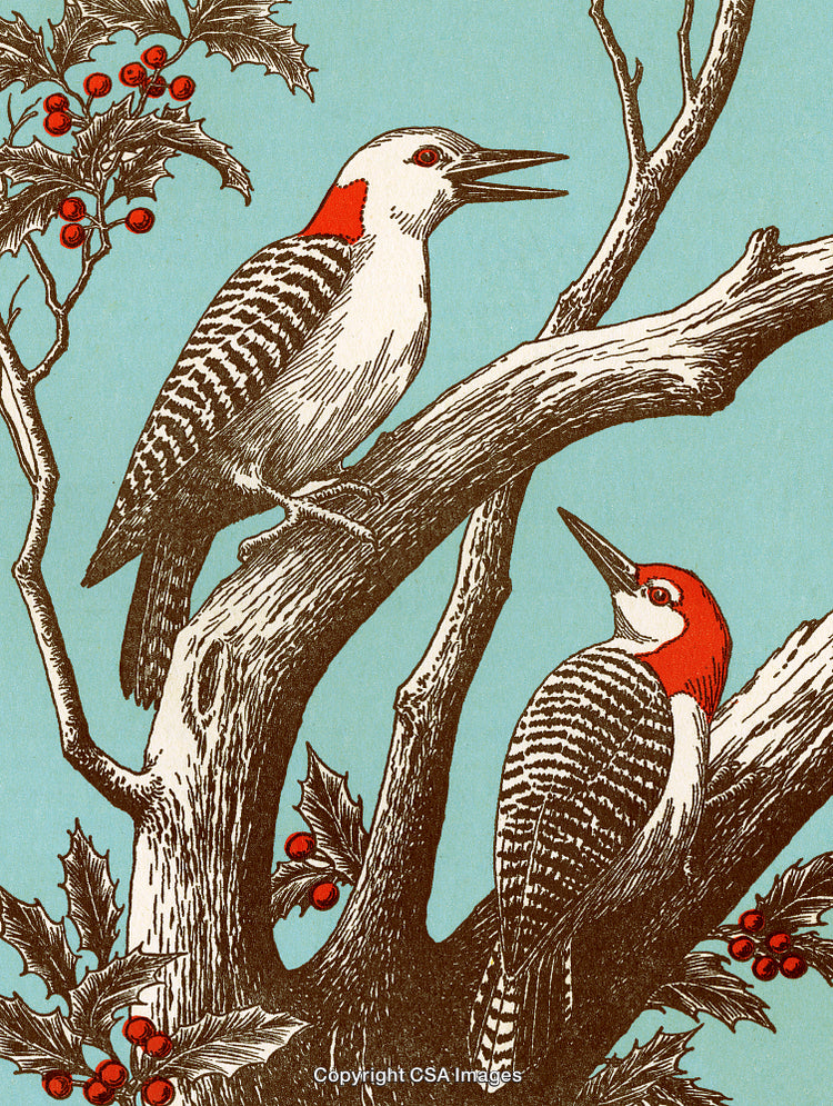 Illustration of Two Woodpeckers on a Tree Branch With Berries