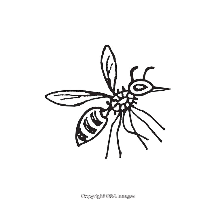 Black And White Line Art Illustration of a Detailed Flying Insect