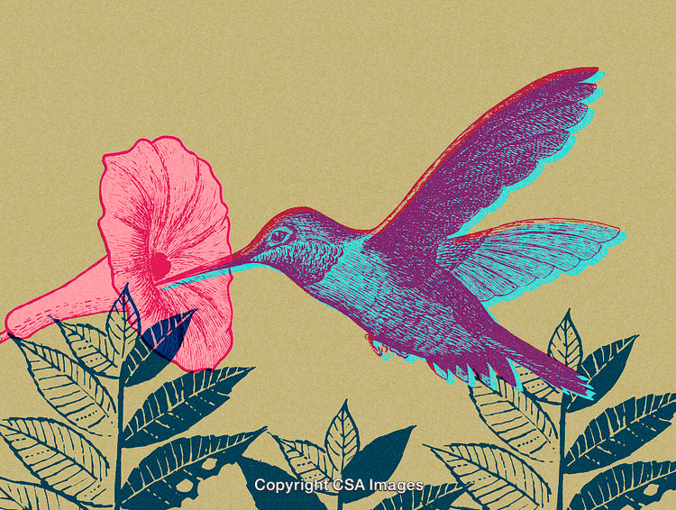 Colorful Hummingbird Feeding From a Blossom in Artistic Nature Scene