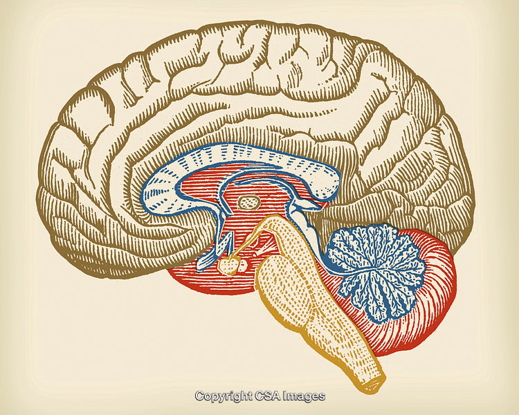 Human Brain