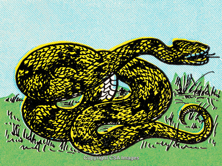 Illustration of a Coiled Snake with a Vibrant Background