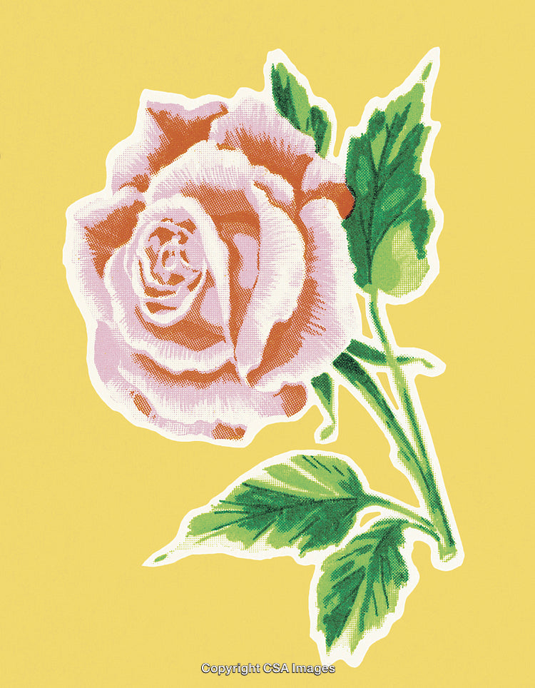 Pink Rose