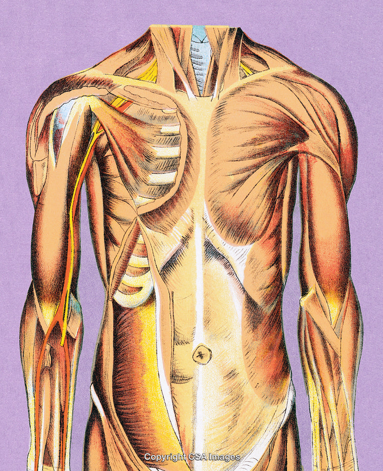 Detailed Anatomical Illustration of the Human Muscular System