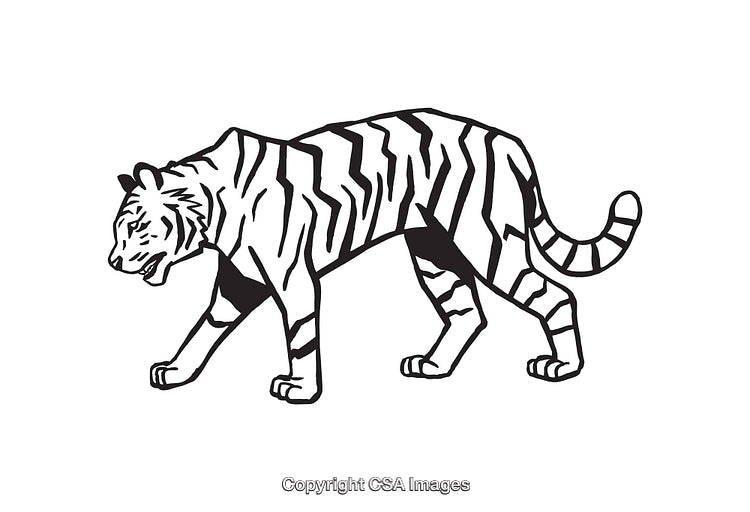 Black and White Line Art of a Tiger Walking Forward