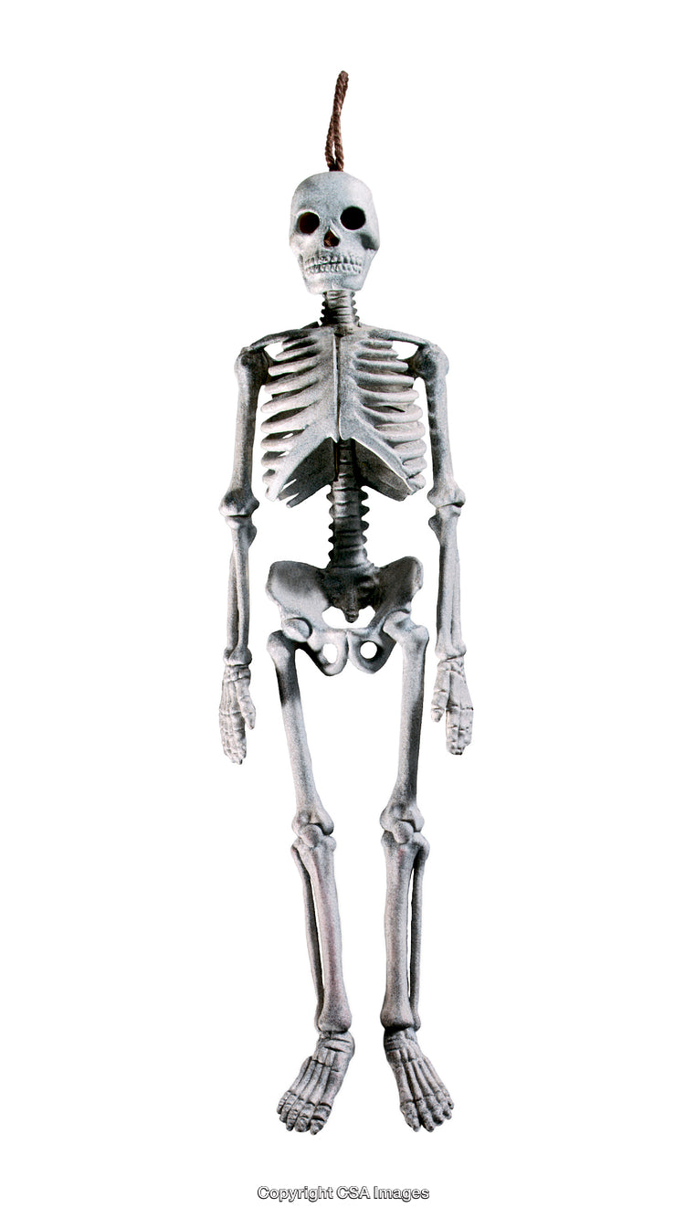 Plastic Skeleton Figure Hanged on White Background Isolated in Full View