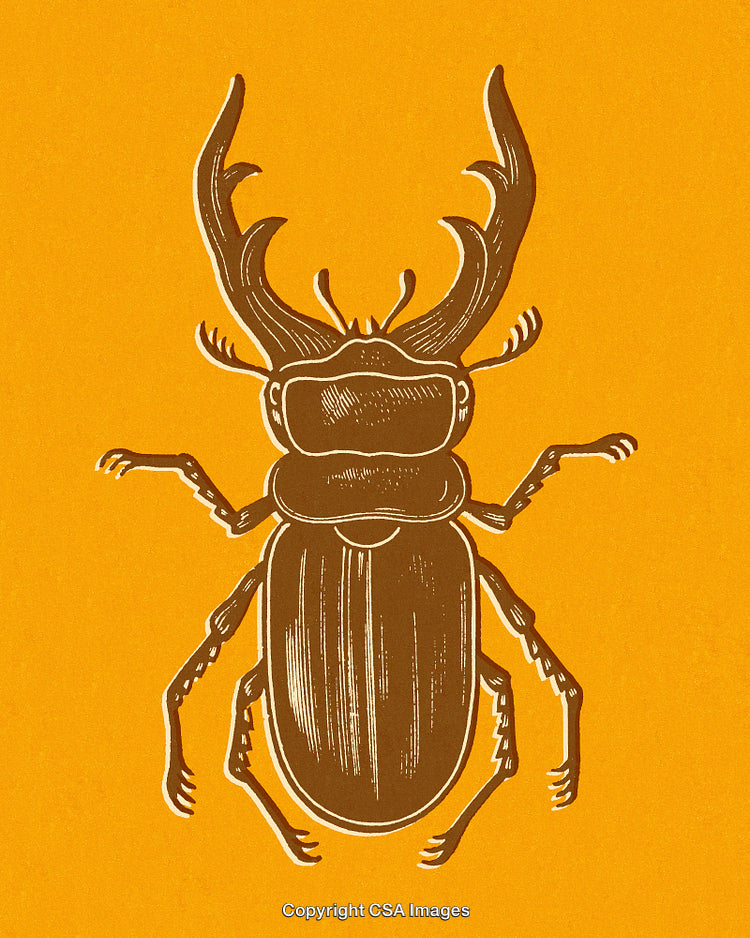 Vintage Style Artwork of a Stag Beetle on an Orange Background