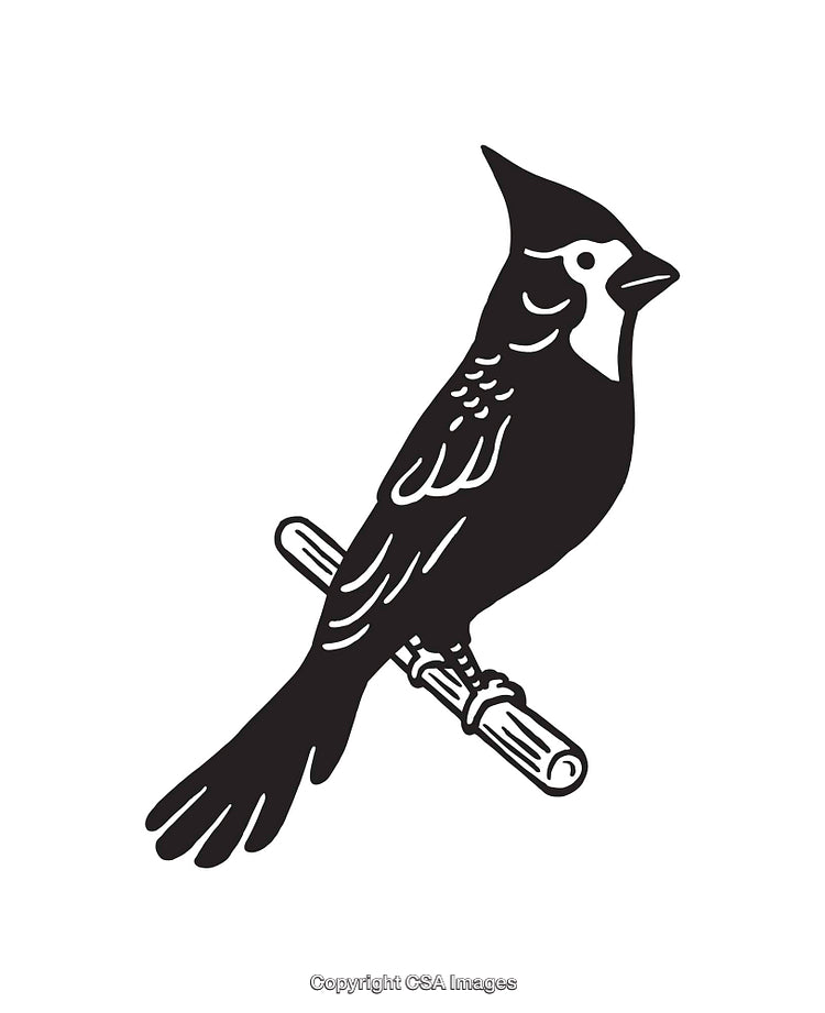 Stylized Black and White Line Art Illustration of a Perched Bird
