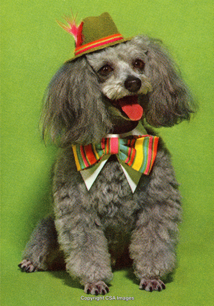 Colorful Poodle Wear Bowtie and Hat Sitting Against Green Background