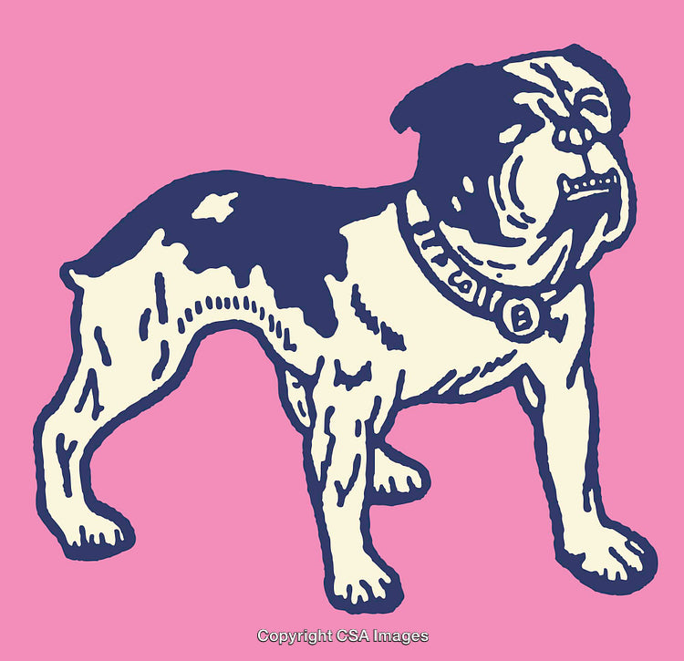 Colorful Line Art Illustration of a Bulldog on a Pink Background