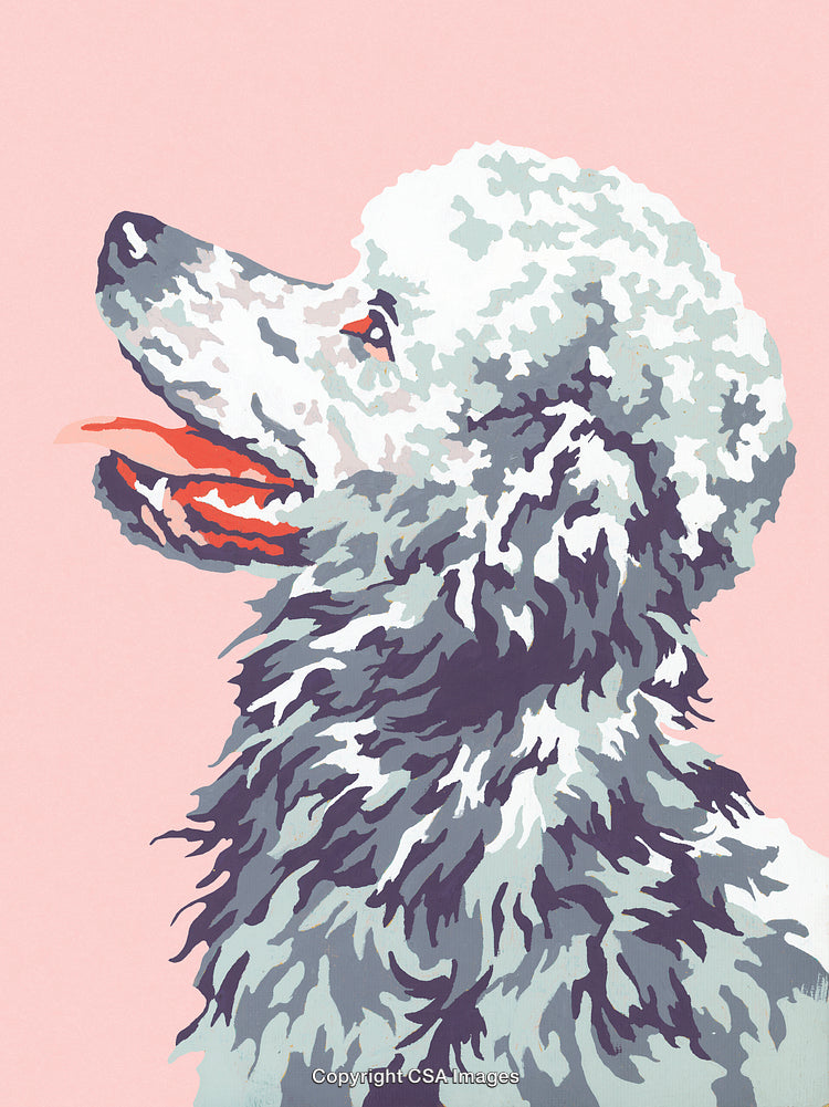 Colorful Paint By Number Illustration of a Poodle Dog on Pink Background