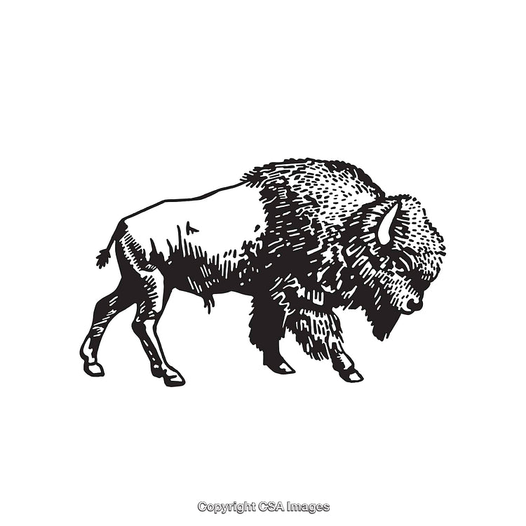Highly Detailed Black and White Line Art of a Standing Bison