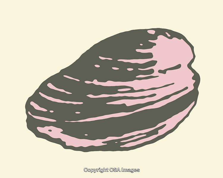 Minimalist Line Art Illustration of a Clam in Neutral Colors