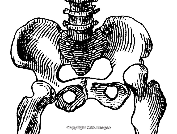 Detailed Anatomical Engraving of Human Pelvis and Vertebrae
