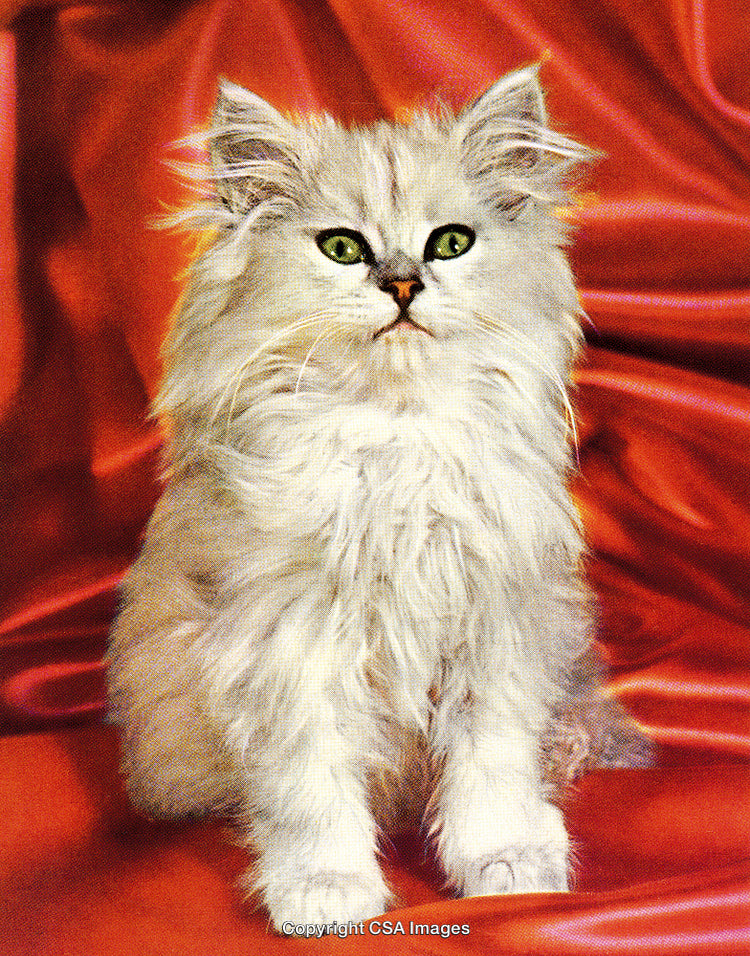 Cute Fluffy Kitten Sitting on Red Satin Background