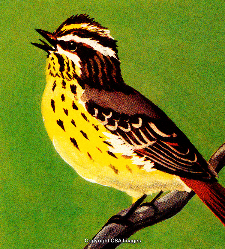 Brightly Colored Songbird on Branch Over Green Background