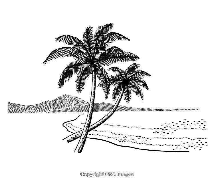 Detailed Black and White Engraving of a Tropical Beach Scene With Palm Trees