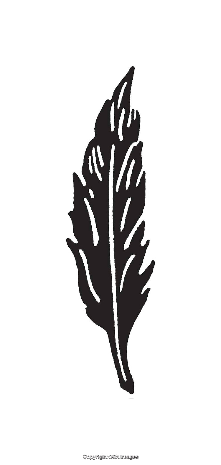 Black and White Artistic Illustration of a Feather in Minimalist Style