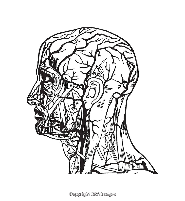 Detailed Line Illustration of Human Head with Nervous System Anatomy